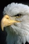 pic for  bald eagle